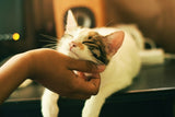 Coping with Hospital Visits: Self-Care Tips for Patients - Louie's Trust
